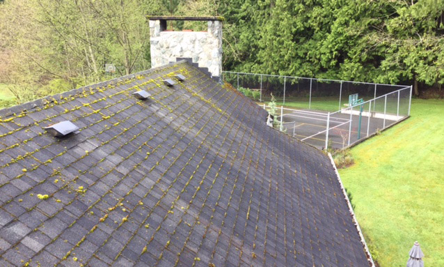 moss-before